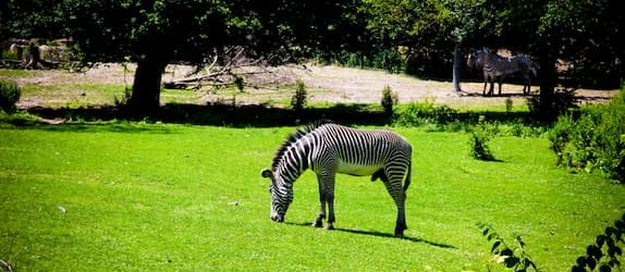 Zebras at Detroit Zoo